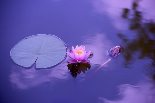 Lumpeen lehti ja lumpeen kukka kelluvat violetin sävyisessä vedessä.